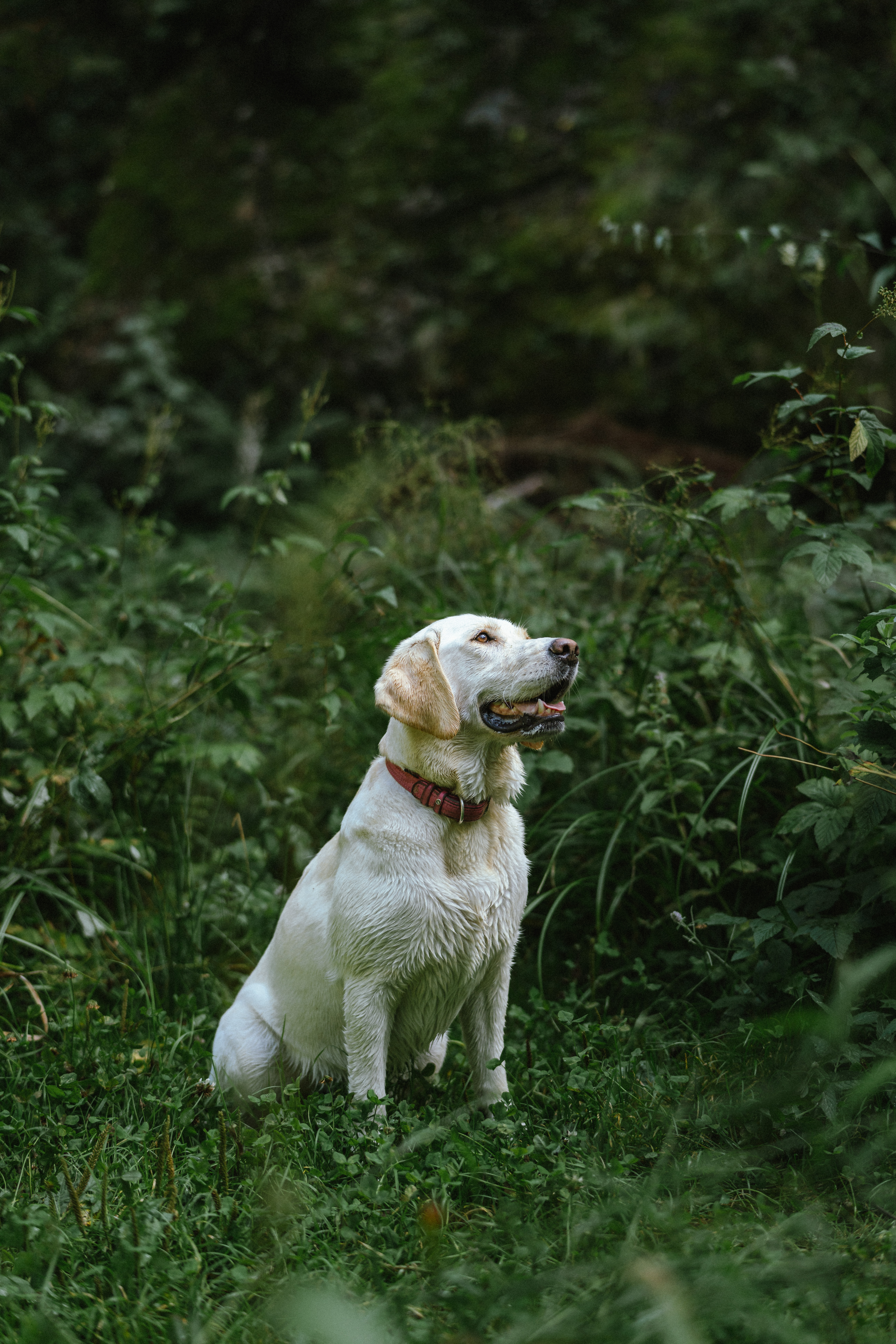 Nicole mit Sozialhund Amy